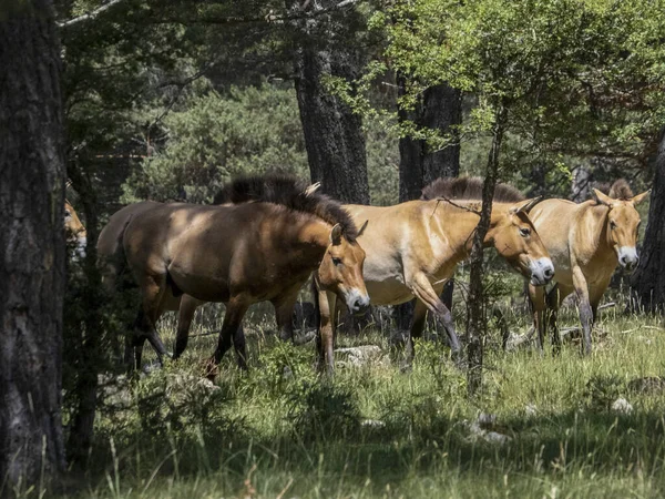 夏のプリズワルスキー馬の肖像画 — ストック写真