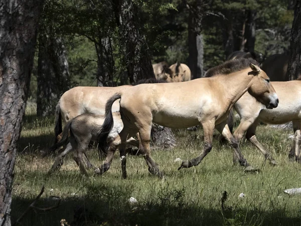 Przewalski Pferdeporträt Der Sommersaison — Stockfoto