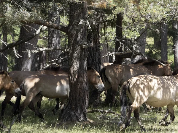 Ritratto Del Cavallo Przewalski Nella Stagione Estiva — Foto Stock