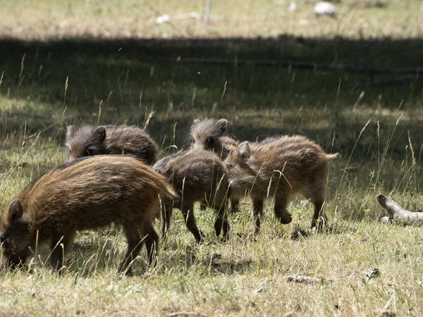 Baby Newborn Wild Boar Portrait Forest Summer Season — Stockfoto