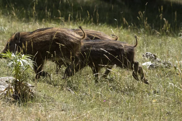 Bébé Nouveau Portrait Sanglier Dans Forêt Saison Estivale — Photo