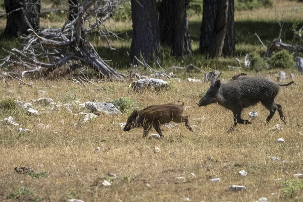 Bebek Yeni Doğmuş Yabandomuzu Portresi Yaz Mevsiminde Ormanda — Stok fotoğraf