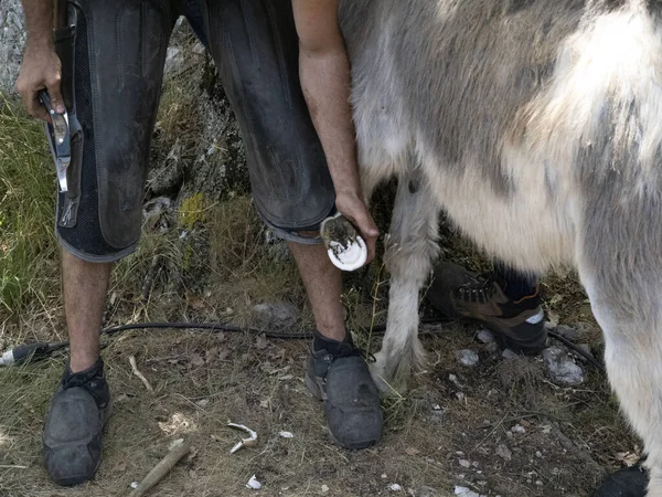 Schmied Beschuht Einen Esel Und Putzt Hufdetails — Stockfoto