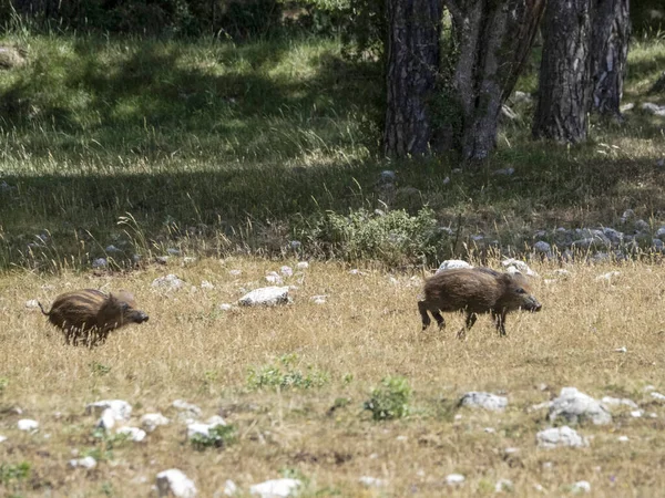 夏の森で生まれたばかりのイノシシの肖像 — ストック写真