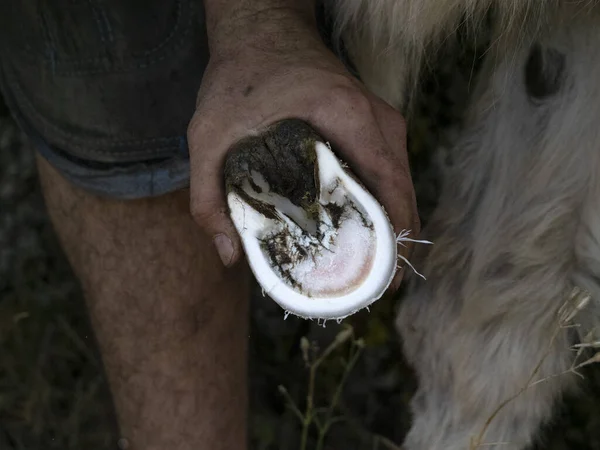 Kovář Obuv Osel Čištění Kopyta Detail — Stock fotografie