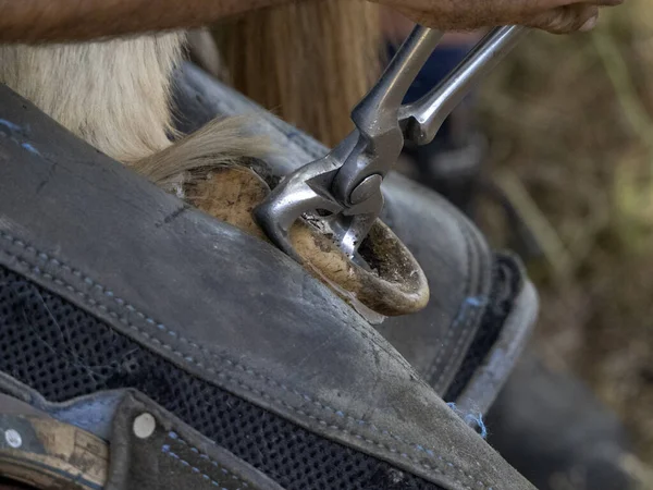 Schmied Beschuht Einen Esel Und Putzt Hufdetails — Stockfoto