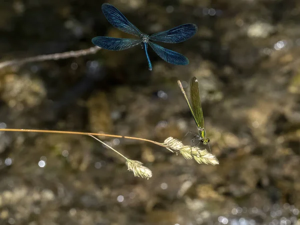 Libélula Voando Rio Macro — Fotografia de Stock