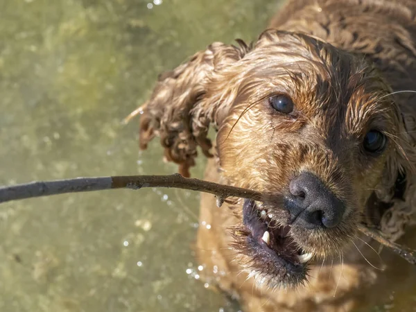 Dog English Cocker Spaniel Playing River — Stockfoto