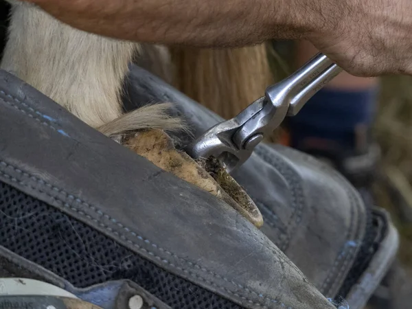 铁匠给驴子穿鞋 清洁蹄子的细节 免版税图库照片