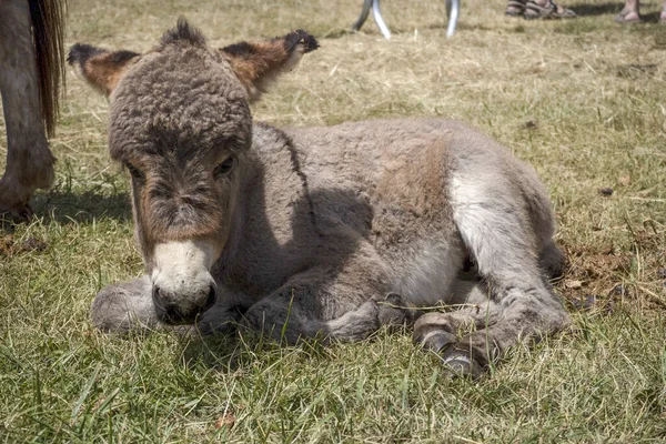 Neugeborenes Baby Esel Porträt Beim Entspannen — Stockfoto