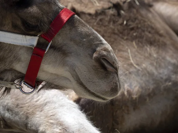 Dromedary Nose Detail Close Macro — Stockfoto