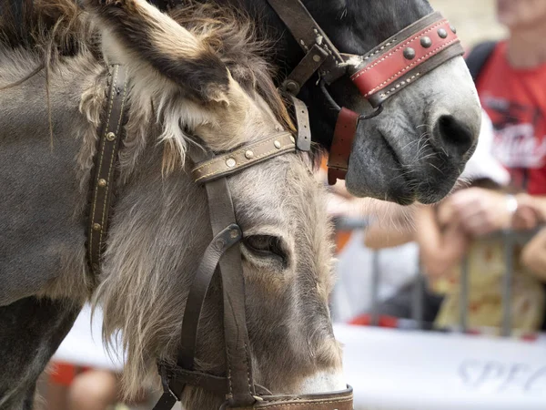 Donkey Animal Show Parade Detail — Stock Photo, Image