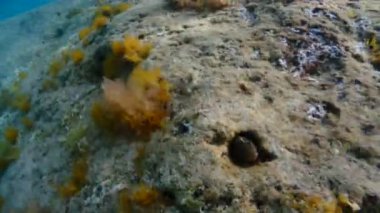 Akdeniz 'de yüzmek Sicilya usulü turkuaz su