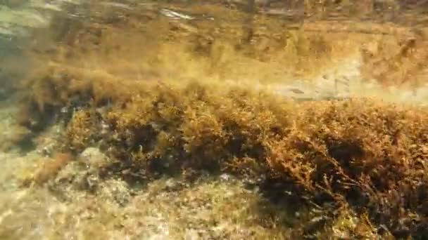 Swimming Mediterranean Sea Sicily Turquoise Water — 비디오