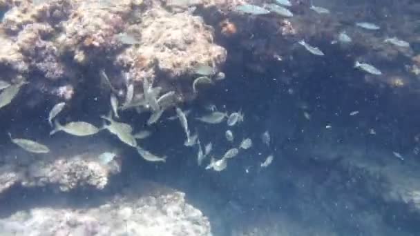 Nadando Mar Mediterráneo Sicily Agua Turquesa — Vídeos de Stock