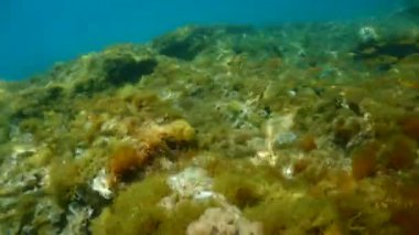 Akdeniz 'de yüzmek Sicilya usulü turkuaz su