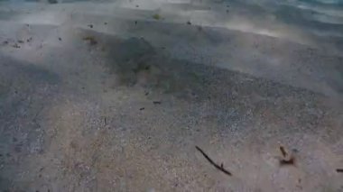 Akdeniz 'de yüzen yassı balık Sicilya turkuvaz suyu