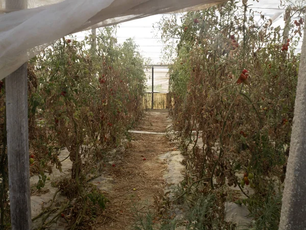 Pachino Cherry Tomato Agriculture Detail — Stok fotoğraf