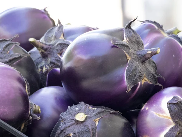 Fresh Harvested Violet Eggplant Organic Natural — ストック写真