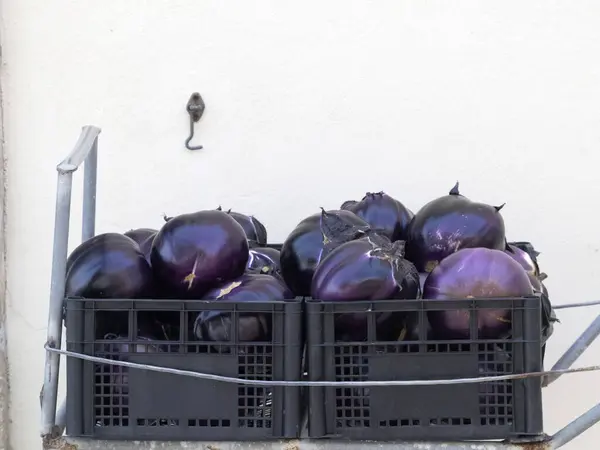Fresh Harvested Violet Eggplant Organic Natural — Zdjęcie stockowe