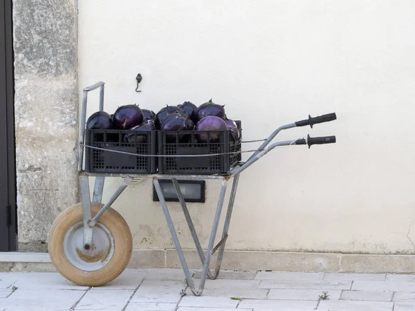 Fresh Harvested Violet Eggplant Organic Natural — Fotografia de Stock