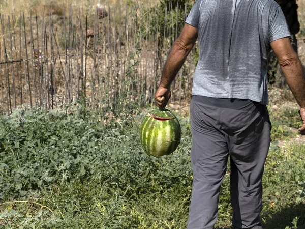 Mann Hält Große Kaputte Wassermelone Nahaufnahme Detail — Stockfoto