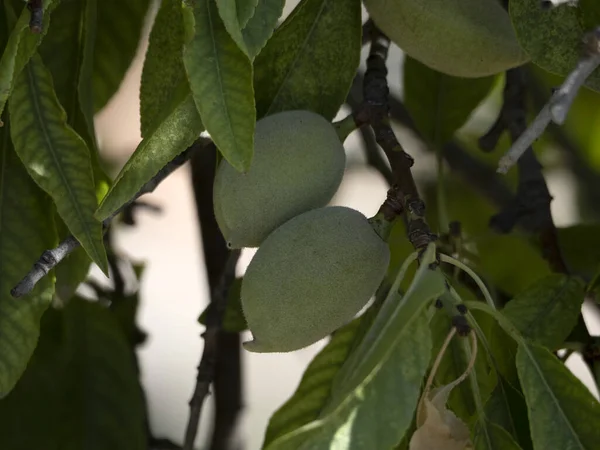 Sicily Almond Tree Fruit Detail Close — Photo