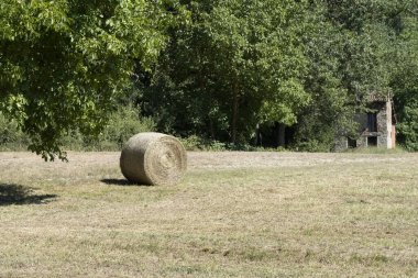 Yaz mevsiminde tarlada hasat edilen saman topu.