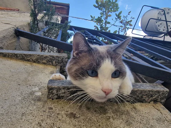 Cat Leaning House Balcony Looking You — 스톡 사진