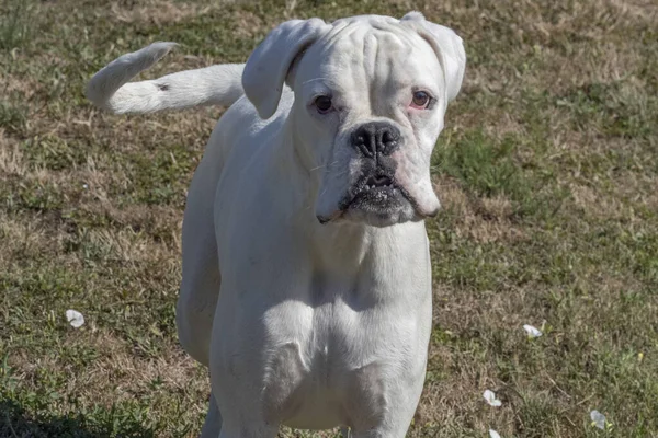 Branco Pele Boxer Cão Retrato Olhando Para Você — Fotografia de Stock