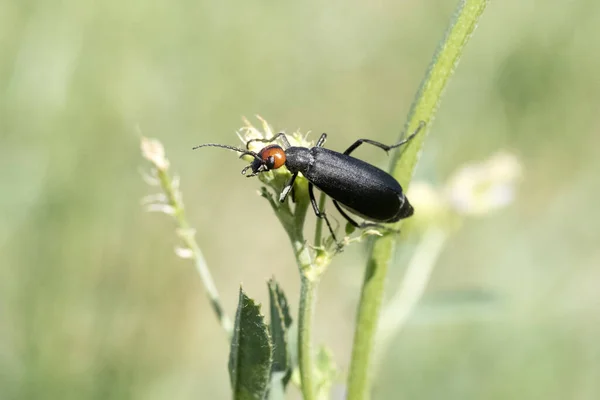 Epicauta Rufidorsum Scarab Beetle Insect Black Red Macro — Stockfoto