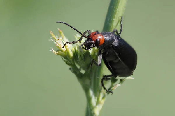 Epicauta Rufidorsum Scarabée Insecte Noir Rouge Macro — Photo