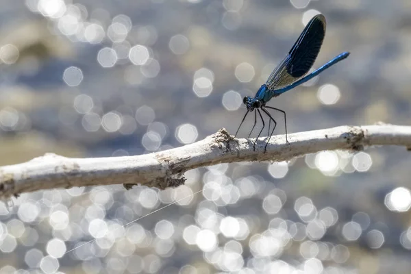 Dragonfly River Background Portrait Close Macro — Stock Photo, Image