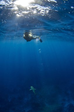 Fransız Polinezya borasında köpekbalıklarıyla su altında yüzmek