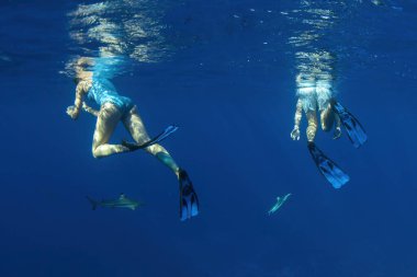 Fransız Polinezya borasında köpekbalıklarıyla su altında yüzmek