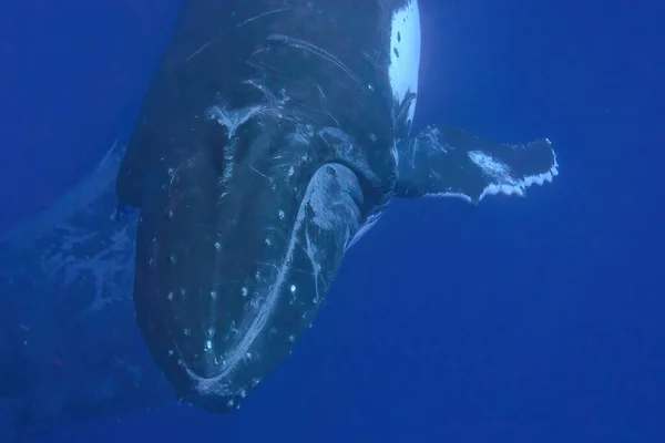 Swimming Humpback Whale Underwater Tonga Vavau Island Polynesia — Zdjęcie stockowe