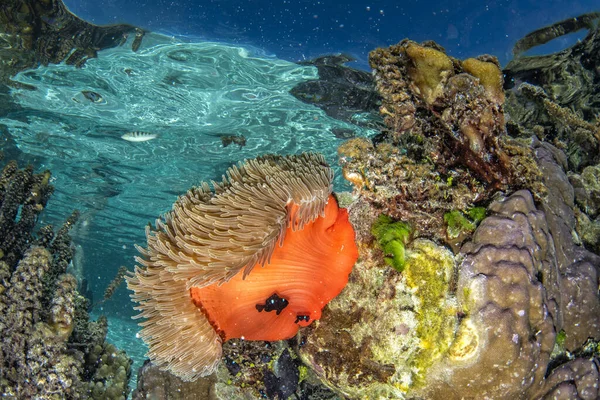 Coral Reef Underwater French Polynesia Tahaa Island — Zdjęcie stockowe