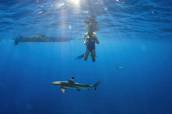 Swimming Sharks Underwater French Polynesia Bora Bora — Stok fotoğraf