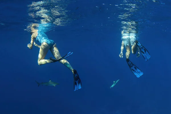 Купание Акулами Водой Французской Полинезии Бора Бора — стоковое фото