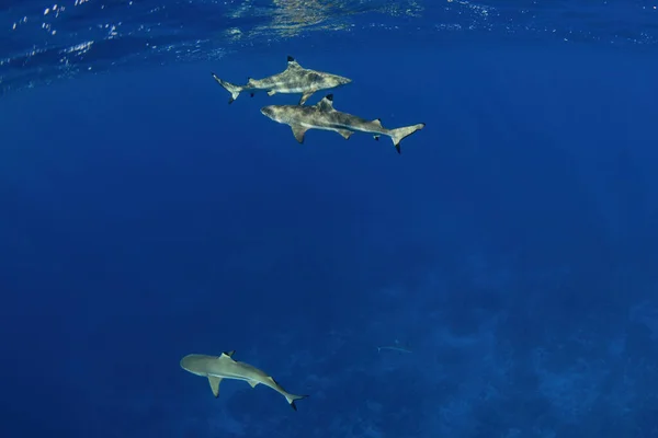 Nager Avec Des Requins Sous Marins Polynésie Française Bora Bora — Photo