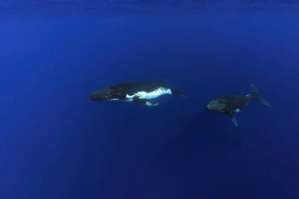 Nadar Con Ballena Jorobada Bajo Agua Polinesia Francesa Moorea — Foto de Stock