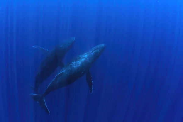 Swimming Humpback Whale Underwater French Polynesia Moorea — Stockfoto