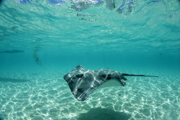 Schwimmen Mit Stachelrochen Unter Wasser Französisch Polynesien Bora Bora — Stockfoto