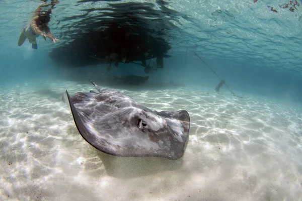 Swimming Stingray Underwater French Polynesia Bora Bora — Zdjęcie stockowe