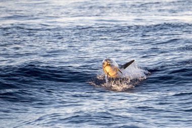 Striped dolphins jumping outside the sea in Mediterranean at sunset