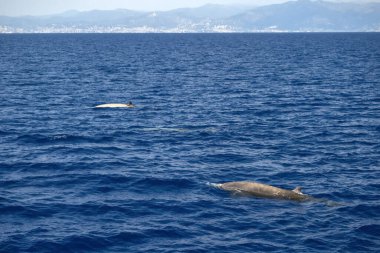 Akdeniz liguria İtalya 'sında genç sperm balinası esiyor.
