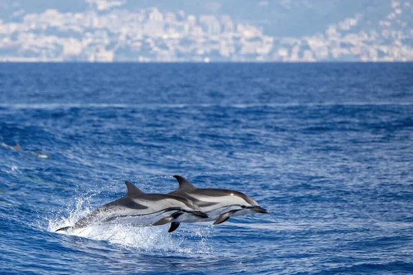 Striped Dolphins Jumping Sea Mediterranean Front Genoa Italy — ストック写真