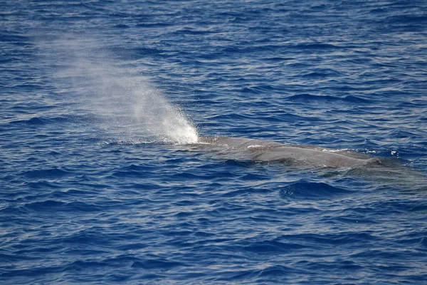 Young Sperm Whale Blowing Mediterranean Sea Liguria Italy — Fotografia de Stock