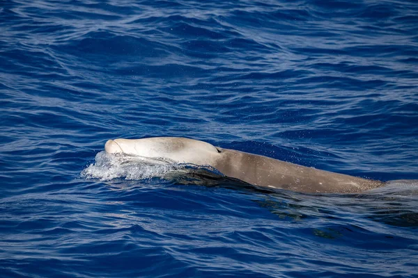Cuvier Beaked Whale While Breathing Sea Surface Close — Stock Fotó