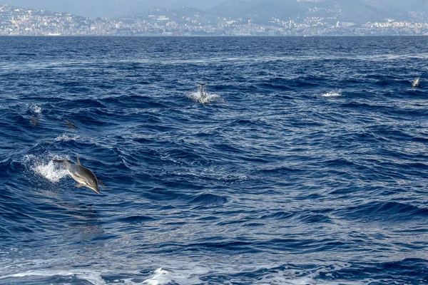 Striped Dolphins Jumping Sea Mediterranean Front Genoa Italy — Foto de Stock